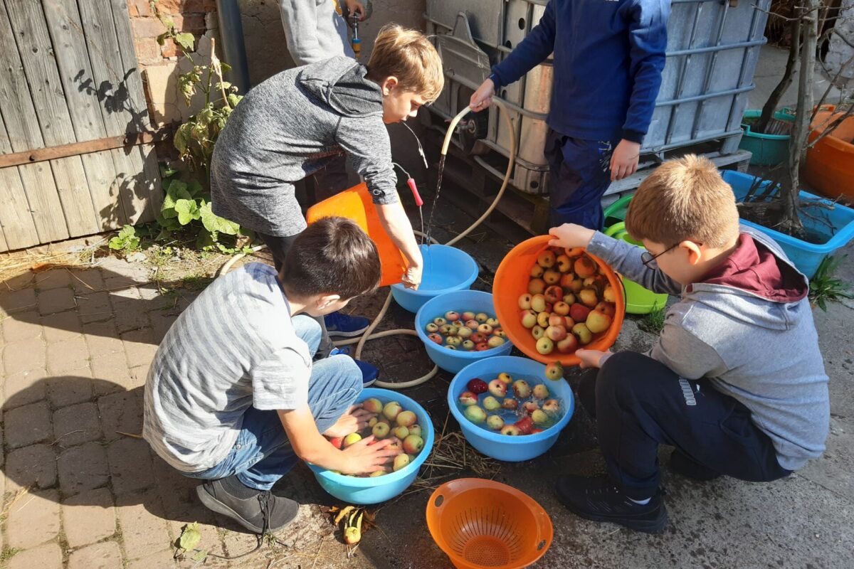 Schülergruppe wäscht draußen Äpfel nach der Ernte mit einem Gartenschlauch zur Vorbereitung für die Weiterverarbeitung mit der Saftpresse
