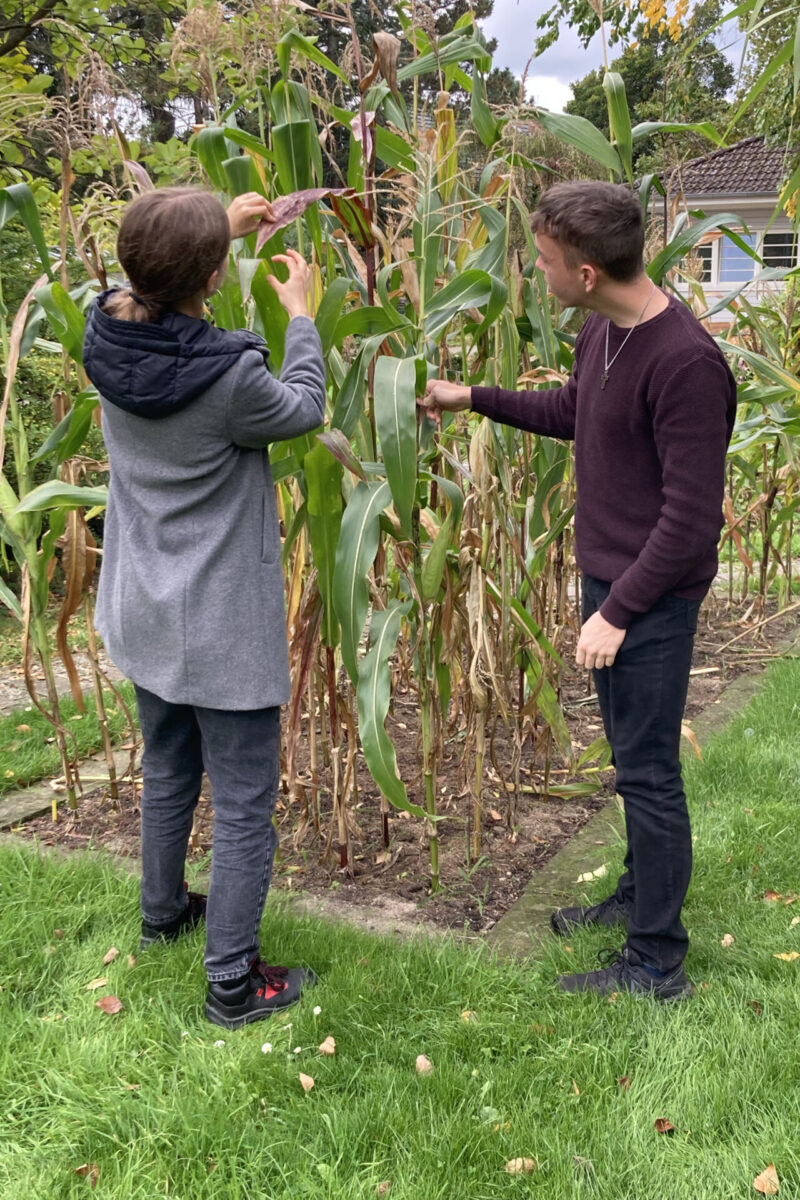 Jugendliche untersuchen Maispflanzen