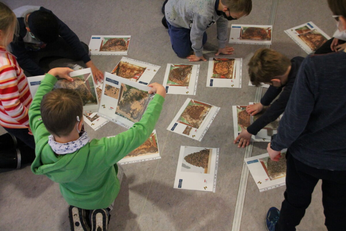 Kinder sitzen auf dem Boden und vergleichen die Fotos verschiedener Honigwaben aus dem Bienenordner, die auf dem Boden ausliegen.